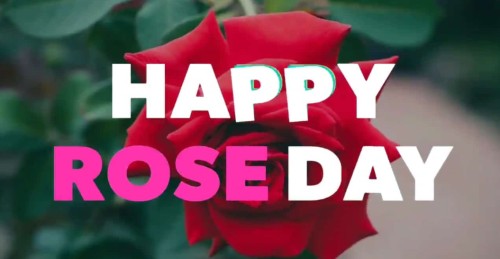 Happy Rose Day Status Video